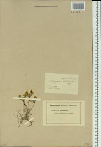 Astragalus macrolobus M. Bieb., Siberia, Altai & Sayany Mountains (S2) (Russia)