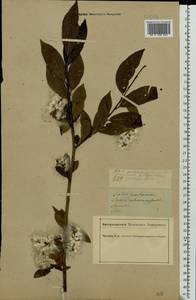 Salix pentandra L., Eastern Europe, South Ukrainian region (E12) (Ukraine)