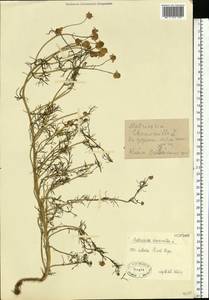 Matricaria chamomilla L., Eastern Europe, Latvia (E2b) (Latvia)