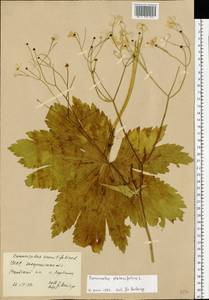Ranunculus aconitifolius L., Eastern Europe, West Ukrainian region (E13) (Ukraine)