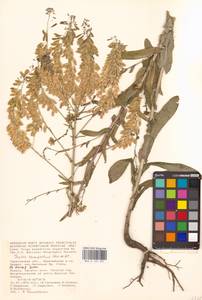 Isatis tinctoria subsp. tinctoria, Eastern Europe, Lower Volga region (E9) (Russia)