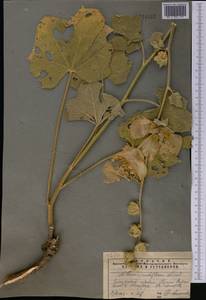 Alcea nudiflora (Lindl.) Boiss., Middle Asia, Pamir & Pamiro-Alai (M2) (Tajikistan)