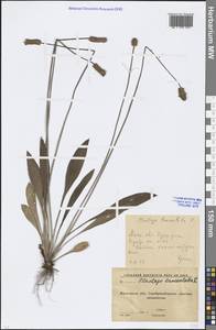 Plantago lanceolata L., Eastern Europe, Moscow region (E4a) (Russia)