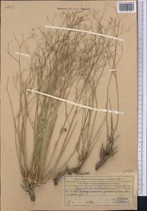Gypsophila aulieatensis B. Fedtsch., Middle Asia, Western Tian Shan & Karatau (M3) (Kazakhstan)