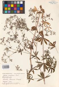 Galium intermedium Schult., Eastern Europe, Moscow region (E4a) (Russia)