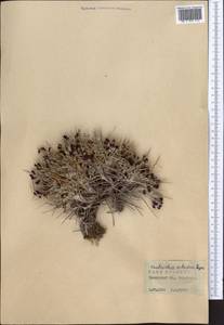 Onobrychis echidna Lipsky, Middle Asia, Pamir & Pamiro-Alai (M2) (Tajikistan)