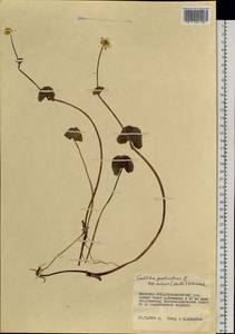 Caltha palustris L., Siberia, Russian Far East (S6) (Russia)