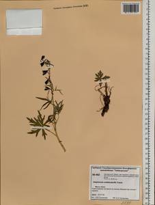 Delphinium cheilanthum Fisch. ex DC., Siberia, Central Siberia (S3) (Russia)
