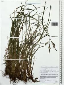 Carex rigidioides (Gorodkov) V.I.Krecz., Siberia, Russian Far East (S6) (Russia)