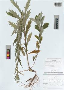 Artemisia integrifolia L., Siberia, Altai & Sayany Mountains (S2) (Russia)