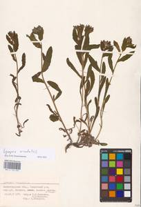 MHA 0 152 636, Lycopsis arvensis subsp. orientalis (L.) Kuzn., Eastern Europe, Lower Volga region (E9) (Russia)