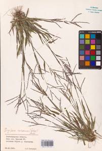 Digitaria ischaemum (Schreb.) Muhl., Eastern Europe, Lower Volga region (E9) (Russia)