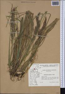 Calamagrostis epigejos (L.) Roth, Western Europe (EUR) (Denmark)
