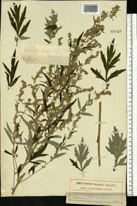 Artemisia vulgaris L., Eastern Europe, Moscow region (E4a) (Russia)