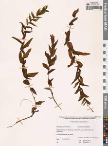 Potamogeton perfoliatus L., Siberia, Chukotka & Kamchatka (S7) (Russia)