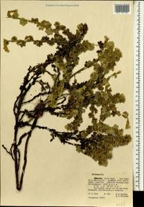 Alchemilla, Africa (AFR) (Ethiopia)