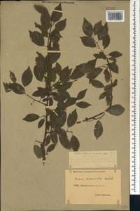 Prunus cerasifera Ehrh., Caucasus, Dagestan (K2) (Russia)
