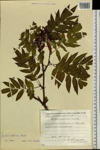 Sorbus aucuparia subsp. glabrata (Wimm. & Grab.) Hedl., Siberia, Chukotka & Kamchatka (S7) (Russia)