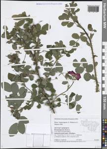 Rosa × majorugosa Palmén & Hämet-Ahti, Eastern Europe, Central region (E4) (Russia)