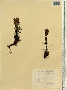 Pedicularis lanata subsp. dasyantha (Hadac) Hultén, Siberia, Western Siberia (S1) (Russia)