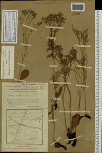 Limonium sareptanum (A. K. Becker) Gams, Siberia, Western Siberia (S1) (Russia)
