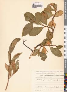 Salix pseudopentandra (Flod.) Flod., Siberia, Chukotka & Kamchatka (S7) (Russia)
