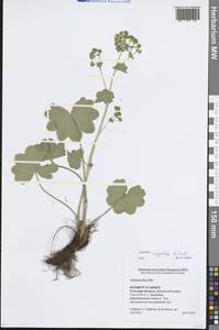 Alchemilla conglobata H.Lindb., Eastern Europe, Central region (E4) (Russia)