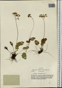 Primula cortusoides L., Siberia, Altai & Sayany Mountains (S2) (Russia)