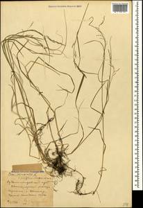 Poa nemoralis L., Caucasus, Stavropol Krai, Karachay-Cherkessia & Kabardino-Balkaria (K1b) (Russia)