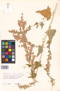 Atriplex sagittata Borkh., Eastern Europe, Moscow region (E4a) (Russia)