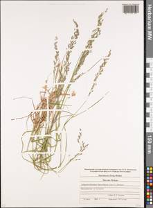 Poa longifolia Trin., Caucasus, Stavropol Krai, Karachay-Cherkessia & Kabardino-Balkaria (K1b) (Russia)