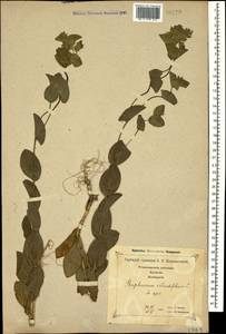 Bupleurum rotundifolium L., Caucasus, Georgia (K4) (Georgia)