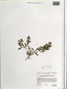 Isatis costata C.A. Mey., Siberia, Altai & Sayany Mountains (S2) (Russia)