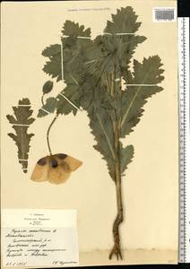 Papaver somniferum L., Eastern Europe, Moscow region (E4a) (Russia)