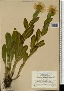 Pentanema orientale (Lam.) D. Gut. Larr., Santos-Vicente, Anderb., E. Rico & M. M. Mart. Ort., Caucasus, South Ossetia (K4b) (South Ossetia)