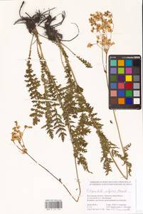 Filipendula vulgaris Moench, Eastern Europe, Rostov Oblast (E12a) (Russia)