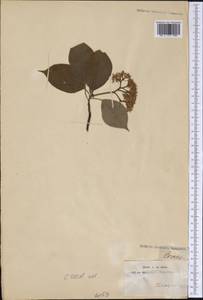 Cornus, America (AMER) (United States)