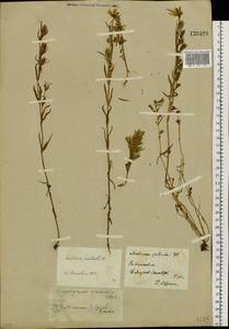 Lomatogonium rotatum (L.) Fr. ex Fernald, Siberia, Baikal & Transbaikal region (S4) (Russia)