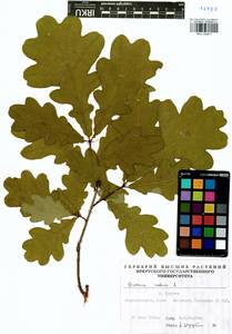 Quercus robur L., Siberia, Baikal & Transbaikal region (S4) (Russia)