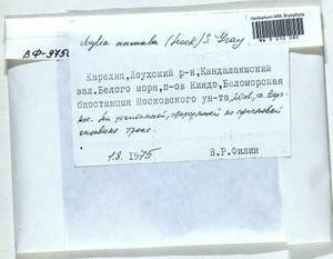 Mylia anomala (Hook.) Gray, Bryophytes, Bryophytes - Karelia, Leningrad & Murmansk Oblasts (B4) (Russia)