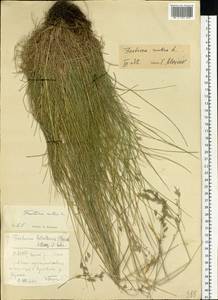 Festuca rubra L., Siberia, Yakutia (S5) (Russia)
