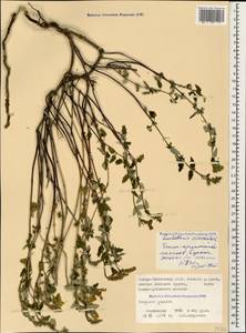 Scutellaria orientalis L., Caucasus, North Ossetia, Ingushetia & Chechnya (K1c) (Russia)