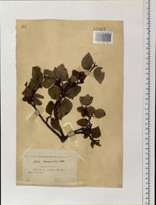 Alnus alnobetula subsp. fruticosa (Rupr.) Raus, Siberia, Yakutia (S5) (Russia)