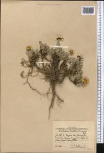 Waldheimia tomentosa (Decne.) Regel, Middle Asia, Western Tian Shan & Karatau (M3) (Uzbekistan)