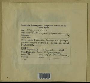 Calliergon giganteum (Schimp.) Kindb., Bryophytes, Bryophytes - Middle Russia (B6) (Russia)