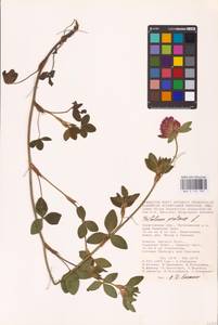 Trifolium pratense L., Eastern Europe, Lower Volga region (E9) (Russia)