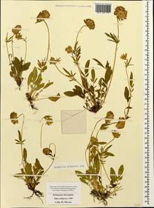 Anthyllis vulneraria subsp. boissieri (Sagorski) Bornm., Caucasus, Stavropol Krai, Karachay-Cherkessia & Kabardino-Balkaria (K1b) (Russia)