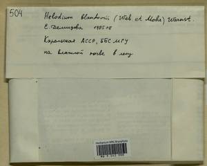 Helodium blandowii (F. Weber & D. Mohr) Warnst., Bryophytes, Bryophytes - Karelia, Leningrad & Murmansk Oblasts (B4) (Russia)