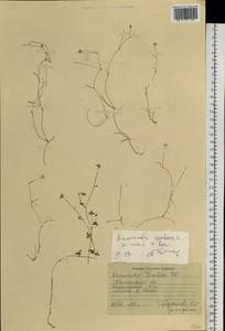 Ranunculus reptans L., Siberia, Western Siberia (S1) (Russia)