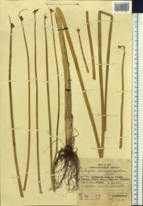 Schoenoplectus tabernaemontani (C.C.Gmel.) Palla, Siberia, Russian Far East (S6) (Russia)